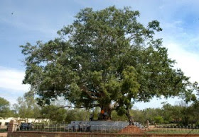 बोधी वृक्ष