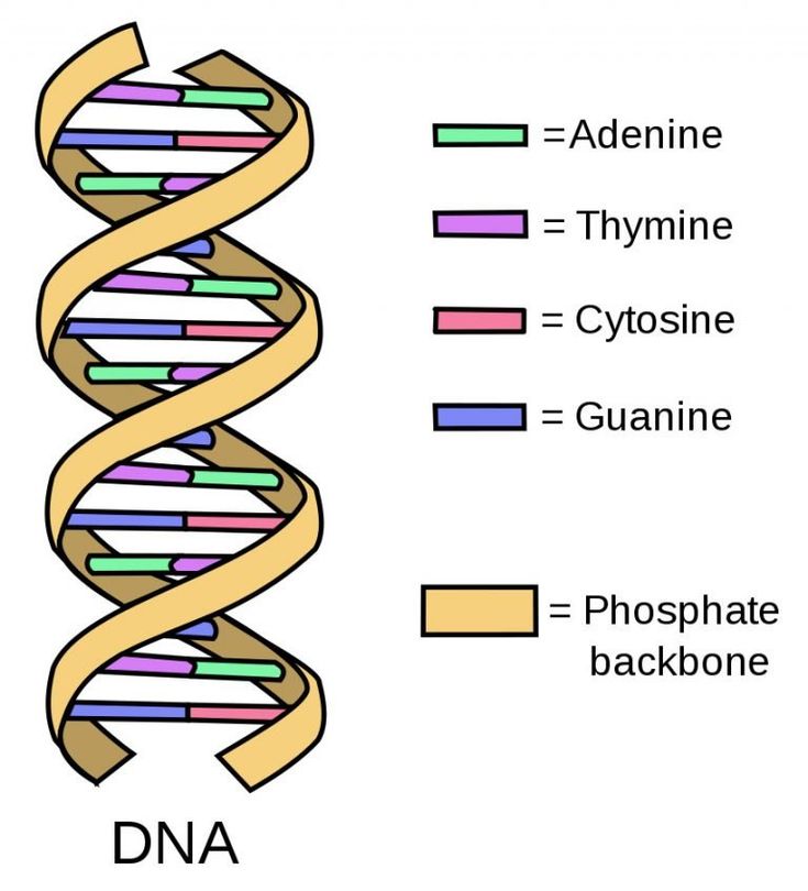 Structure of DNA