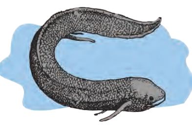 Lungfish