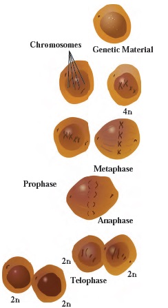 Mitosis